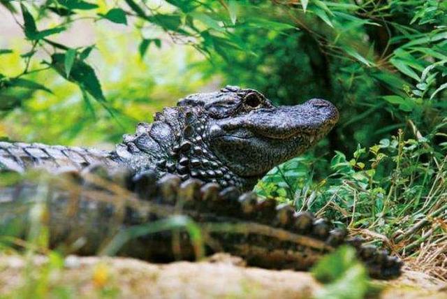 夏朝灭亡是因为皇帝吃龙吗，夏朝真的有龙吗（民间传说称夏朝人吃了最后的2条龙）