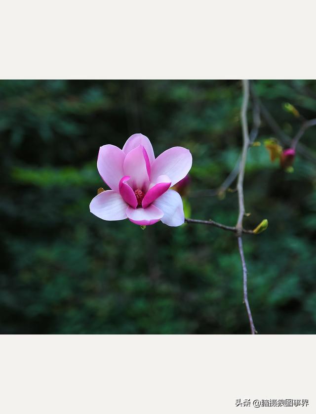 浪漫之花朵，一朵鲜花的浪漫（实拍26张玉兰花的照片图片）