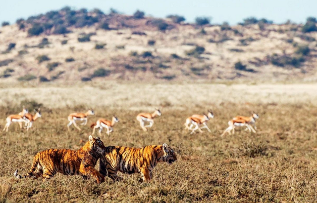 更大的老虎会是谁，世界上最大的老虎是什么（03年中国将5只老虎放到非洲草原）