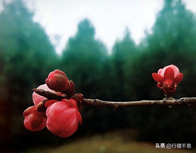 有关杏花的诗句，关于杏花的诗句有哪些（一枝红杏出墙来）