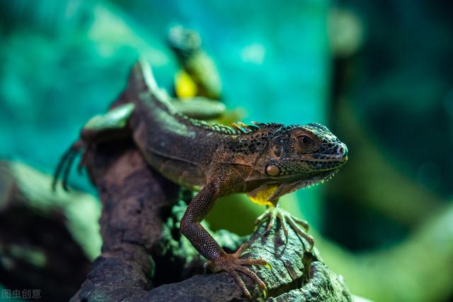 冷血动物有哪些，常见的冷血动物（其实冷血动物并不是真的冷血）