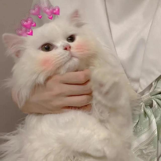 超搞笑的二货逗比萌宠头像 你的可爱治愈世间一切的不可爱微信，超搞笑的二货逗比萌宠头像 你的可爱治愈世间一切的不可爱（治愈系萌宠头像）