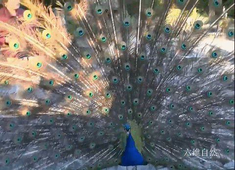 孔雀会飞吗，孔雀会飞吗是鸟类的吗（​印度一只孔雀跌下18米的深井）