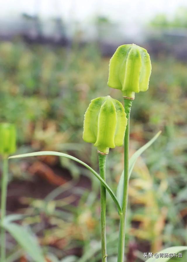 曼陀罗花的图片，曼陀罗花是什么（301味中药材的原植物彩色图谱）