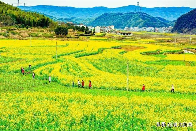 武汉市花是什么，武汉什么花是市花（三月的湖北全是花花花花花花）