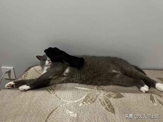 吸鞋是什么意思，吸烟鞋是什么鞋（关于我家猫的某些怪癖）