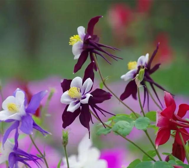 春天开的常见的花，春天开的常见的花图片（超齐全的播种时间表）