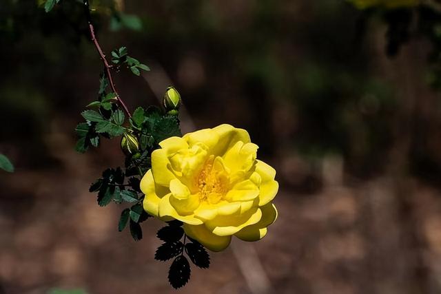 亲情指的是什么呢，亲情指的是什么呢英文（人到晚年才懂：什么是亲情）