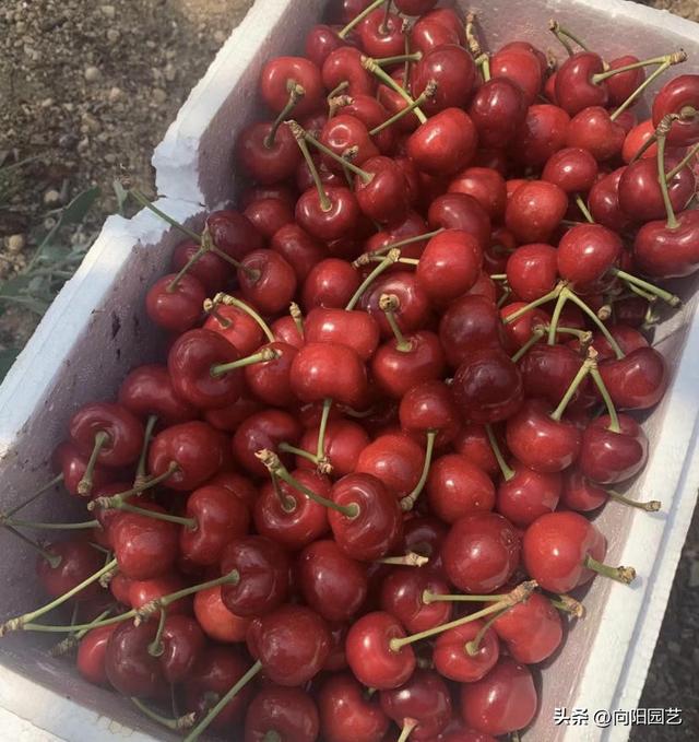 车厘子种植方法，盆栽车厘子种植技术（中国没有车厘子）