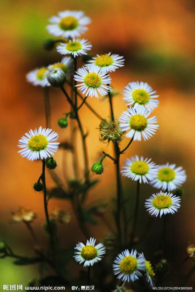 同学情谊的句子，珍惜同学情谊的句子（道一声秋安）