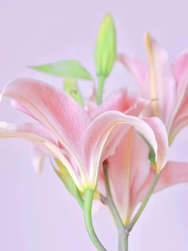 关于爱情的文案，爱情文案短句干净治愈（原来真正的爱情本身就是浪漫）