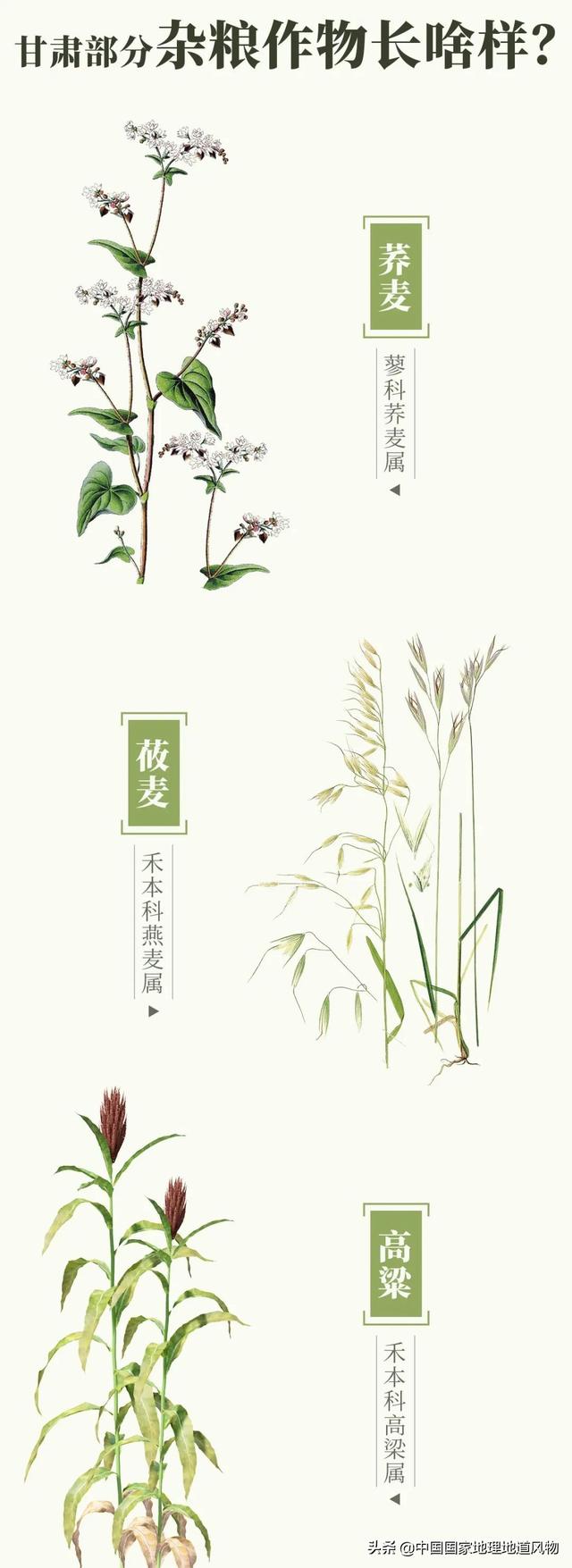 甜津津的食物有哪些，甜津津的食物有哪些呢（最地道的甘肃风味）