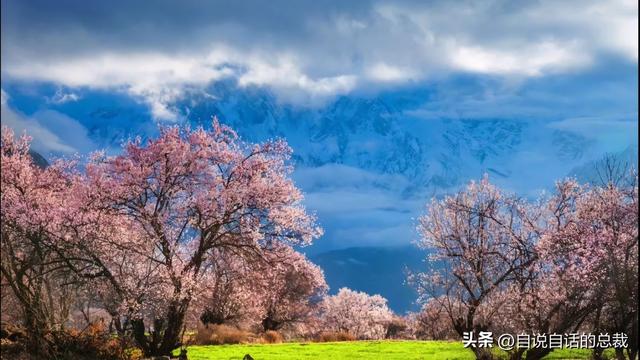 塔黄是什么植物，它被藏民预言为末日神山