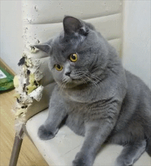 布偶猫和蓝猫各自有什么特点，蓝猫好还是布偶猫好（“英短”和“布偶”哪个好）