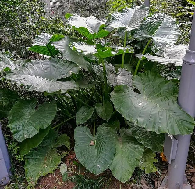 铃兰花有毒吗，铃兰花有毒吗 铃兰花适合放在室内养吗风铃花种植（8种“大毒花”）