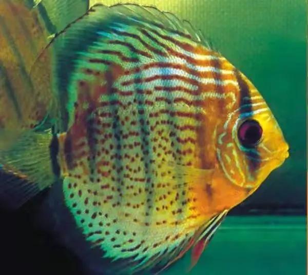 100多种神仙鱼欣赏，鳕鱼图片大全