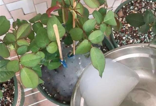 鲜花营养液自制，如何简单调制鲜花营养液（自制4种养花“营养液”）