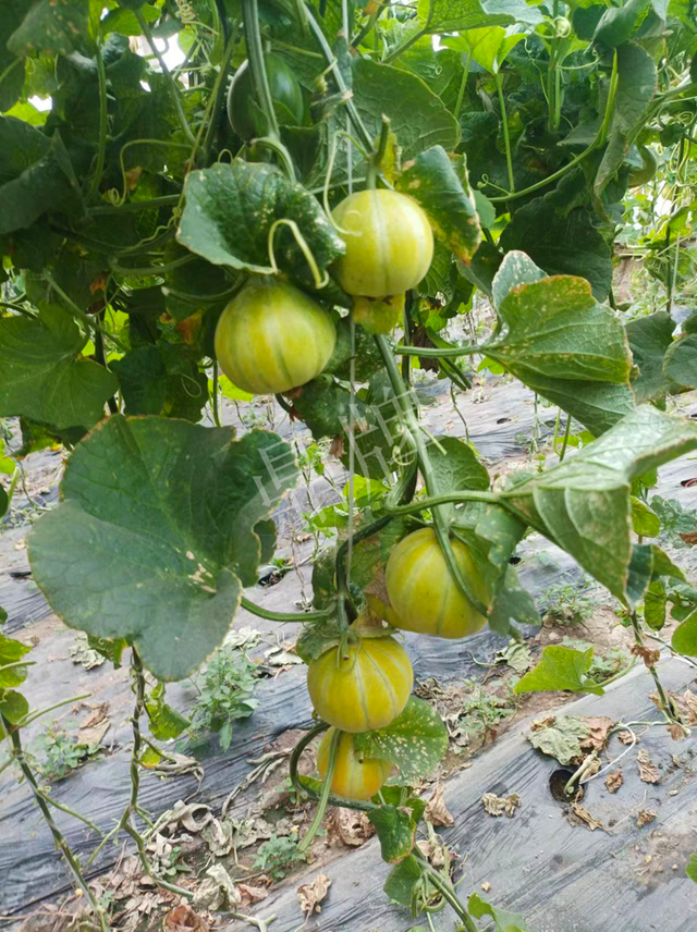 中国10种最甜的甜瓜，最香甜的甜瓜品种（附4种市场爆款品种）