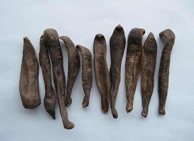 中国十大毒虫分别是什么,中国十大毒虫分别是什么名字(农村常见的几种