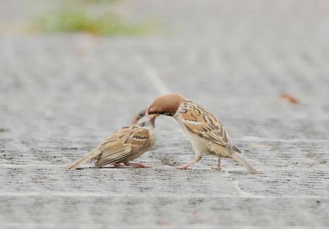 灰背燕尾，中国鸲鹟科鸟类，灰背燕尾是燕子吗（来自腾冲和顺的“她们”成了全国网红~）