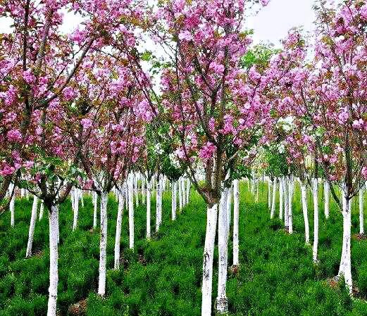 西府海棠图片，西府海棠～花苞胭脂点点（西府海棠）