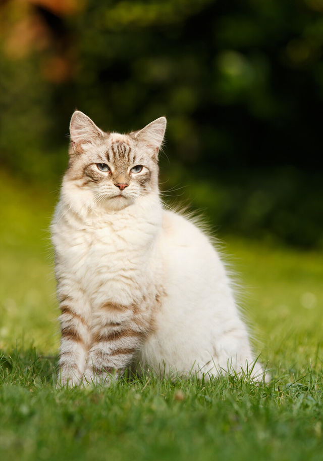 三种适合家养的猫，这四种猫“体味”轻