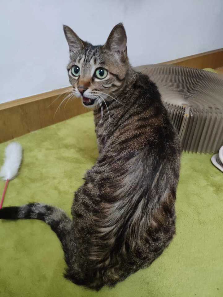 哈笔熊(猫界) - 好工作