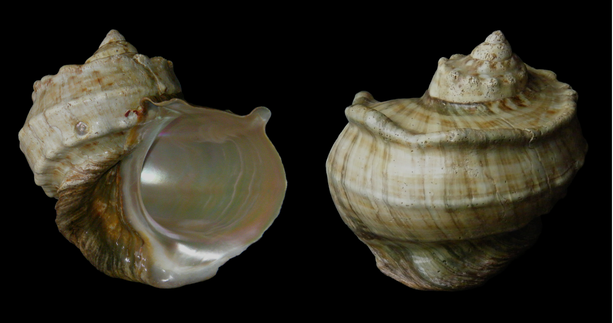 夜光蝾螺在黑暗中能发光吗，夜光蝾螺会发光吗（这种东西来自二级保护动物）