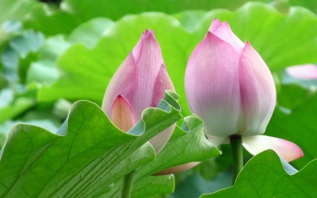 优美散文诗歌精选，优美的诗歌散文节选（来自塔里木《塔河文苑》的诗歌散文十篇）