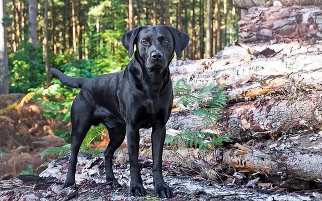 为什么狗养久了会邪门，狗养太久会做怪（揭秘：养“黑狗”真的很邪门吗）