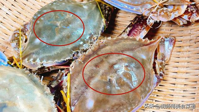 成熟的螃蟹和不成熟的螃蟹怎么辨别，成熟的螃蟹和不成熟的螃蟹怎么辨别图片（老渔民：牢记3点）