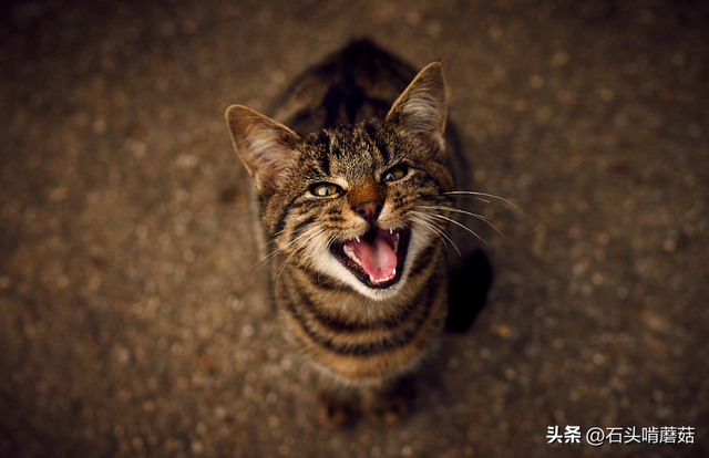 猫一直叫个不停是怎么回事，猫咪一直叫个不停是怎么回事（猫咪一直叫是怎么回事）