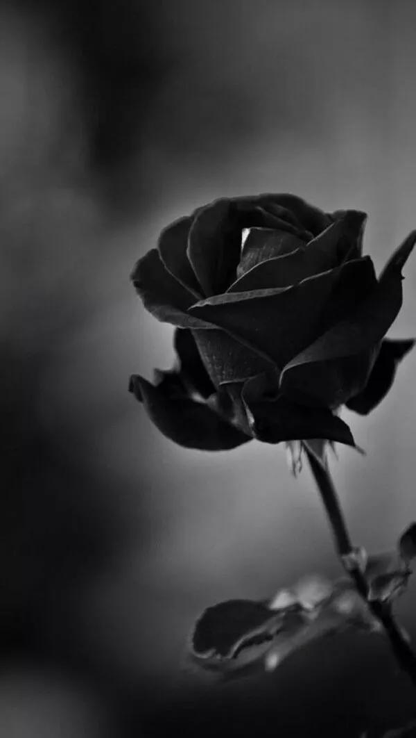 唯美玫瑰花壁纸,唯美玫瑰花壁纸图片(娇艳唯美的玫瑰花壁纸)