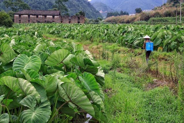 芋头是什么，芋头是什么东西（为什么还要把它当食物吃）