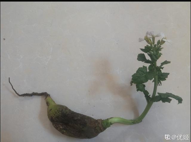 萝卜种植方法，白萝卜种植方法很简单
