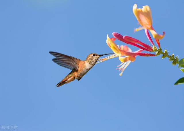与春天有关的成语，春天的成语有哪些（春天的描写与成语）