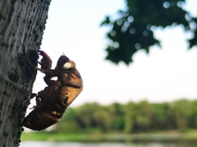蝉蜕的功效与作用，蝉蜕的作用与功效（蝉蜕：高风亮节，破茧重生之美）