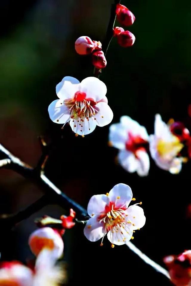 春天的花代表，春天的花代表什么（<一>君子兰、杜鹃、茶花、梅花、长寿花）