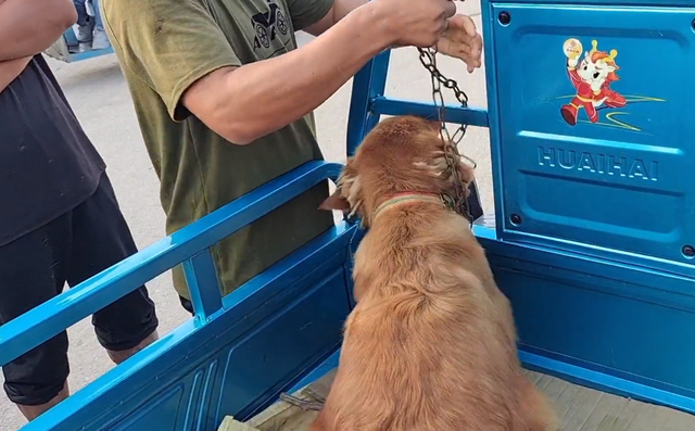 金毛寻回犬的价格，金毛寻回犬多少钱一只（还是在主人和路人的敲打下上狗肉车）