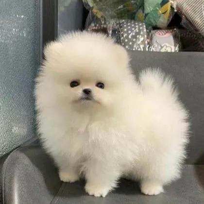 狗头像可爱微信头像，可爱狗狗头像（可爱狗子头像）