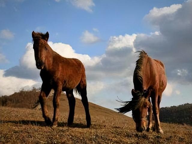 形容骏马的词语，有飞字的四字词语（点开文章看看有没有你知道的）