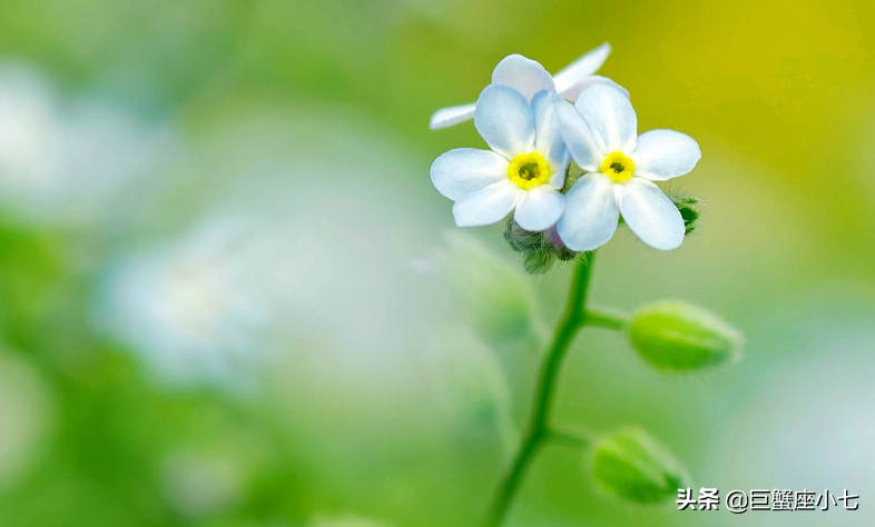 配不上天蝎的四大星座，真正最爱天蝎的星座（能驾驭天蝎的三个星座）