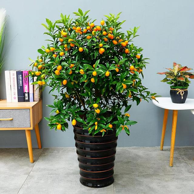 粉色的花有哪些，粉色的花有哪些（17大“吉祥花”）