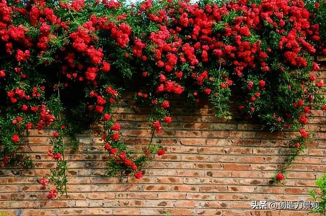 木香花是什么，木香花是什么样子的（美色不逊月季的爬藤植物——木香花）