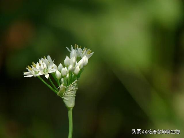 韭菜花的花苞能吃吗，韭菜花可以吃吗（韭菜好吃，韭菜花好吃吗）