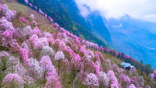 2,江油吴家后山辛夷花|辛夷如约,莫负花期
