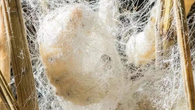 蚕茧如何抽丝，蚕茧如何抽丝保存（抽丝剥茧、蚕茧作画、了解蚕的一生……）