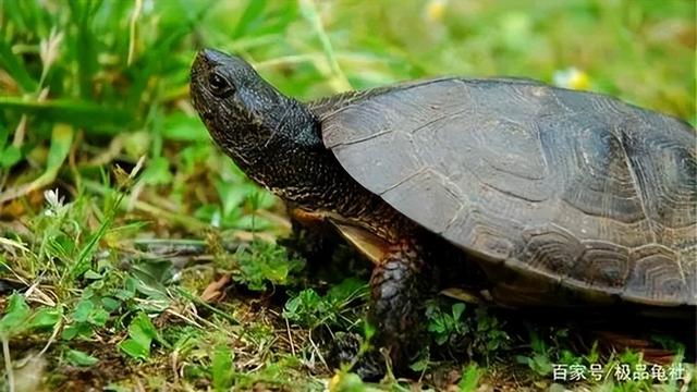 草龟怎么养成墨龟，草龟变墨龟的技巧（一定是这几点没做好）