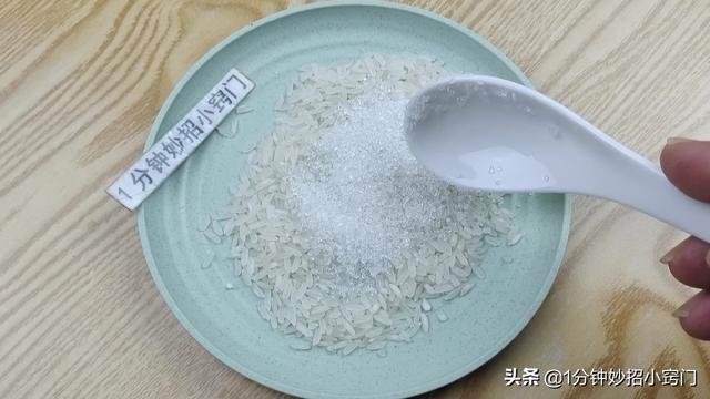 家里进老鼠了应该怎么办，家里进老鼠了怎么办（家里出现老鼠不要慌）