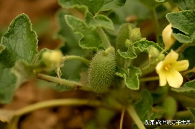 植物的传播方法，其他植物的传播方法有哪几种（十种植物的传播方法）